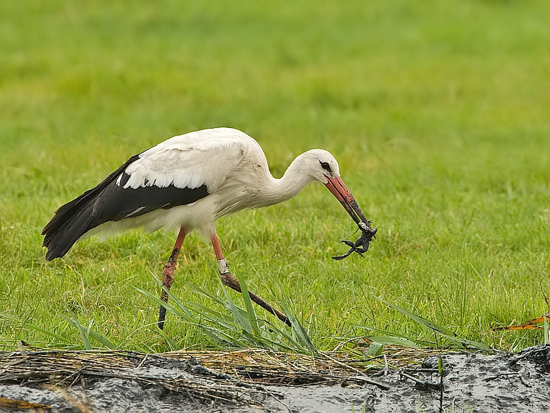 Ciconia ciconia White Stork Ooievaar